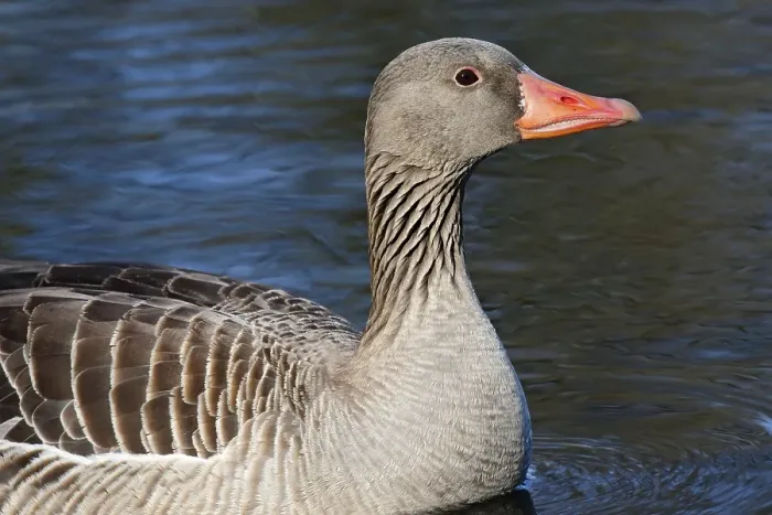 Framed Print : Greylag Goose (Anser anser), Switzerland, Europe Framed Print : Greylag Goose (Anser anser), Switzerland, Europe