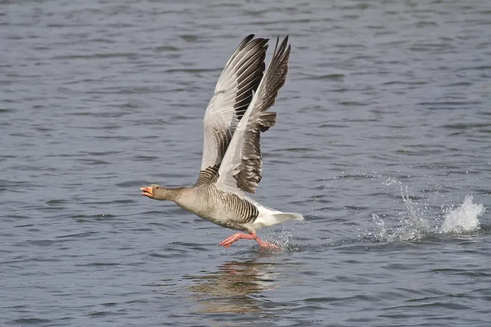 Framed Print : Greylag Goose (Anser anser) taking off from water