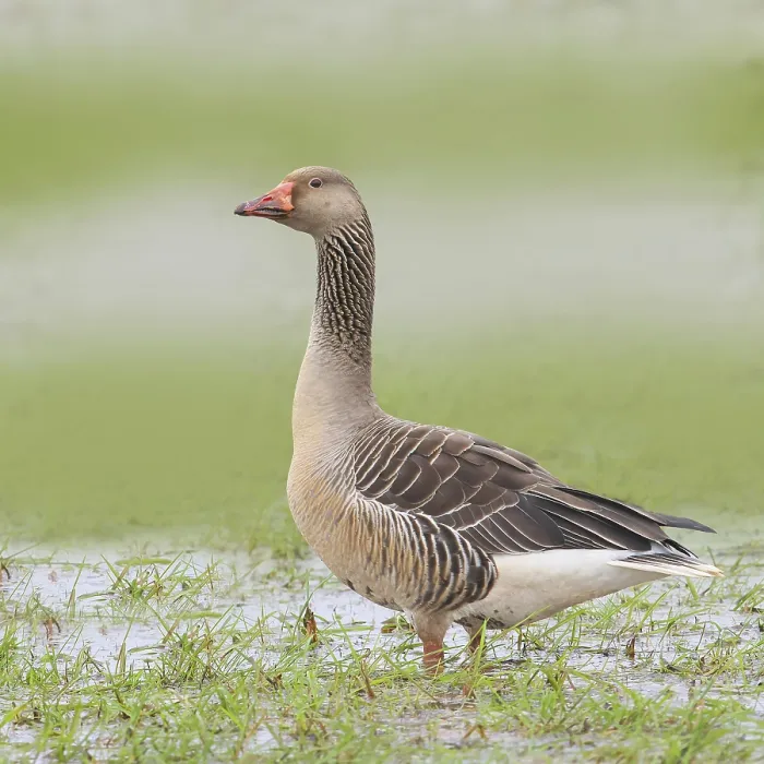 Framed Print : Greylag goose (Anser anser) In a wet meadow Water