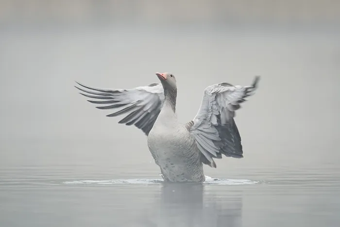 Framed Print : Greylag goose (Anser anser), wings flapping in the morning mist Framed Print : Greylag goose (Anser anser), wings flapping in the morning mist