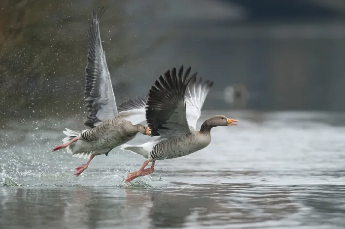 Framed Print : Greylag Goose (Anser anser) wrangling