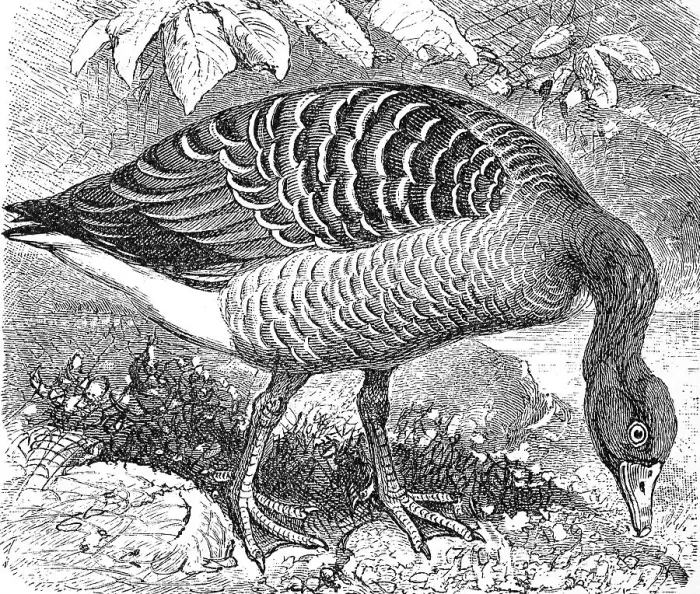 Framed Print : Greylag goose, (Anser cinereus) Framed Print : Greylag goose, (Anser cinereus)