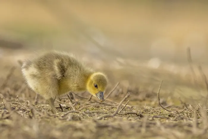 Framed Print : Greylag goose Chick alone away from Mum Framed Print : Greylag goose Chick alone away from Mum