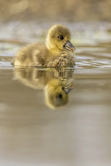 Framed Print : Greylag goose Chick with reflection in the water