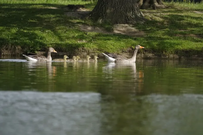 Framed Print : Greylag goose chicks, spring, Germany, Europe
