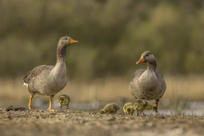 Framed Print : Greylag goose family in the wild Framed Print : Greylag goose family in the wild
