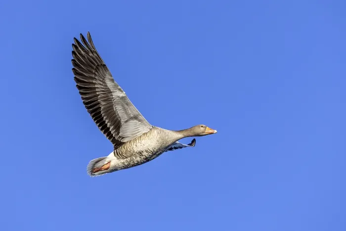 Framed Print : Greylag goose, graylag goose (Anser anser) flying against blue sky in winter Framed Print : Greylag goose, graylag goose (Anser anser) flying against blue sky in winter