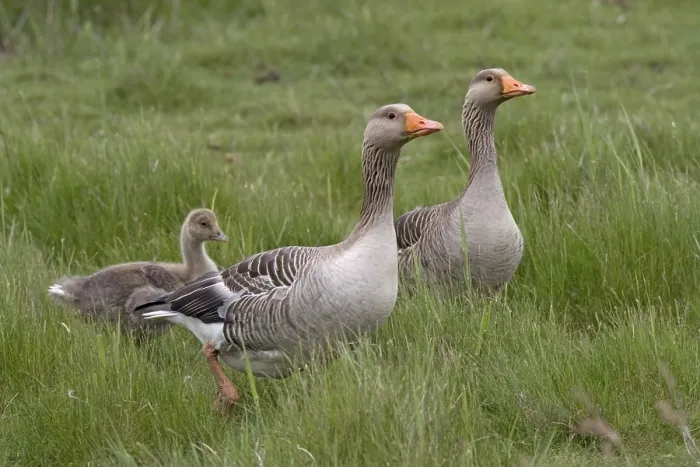 Framed Print : Greylag goose with offspring (Anser Anser)