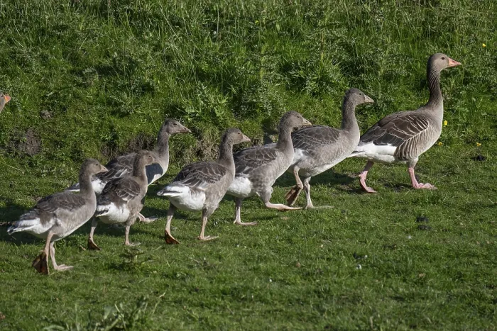 Framed Print : Greylag goose with young birds (Anser anser)