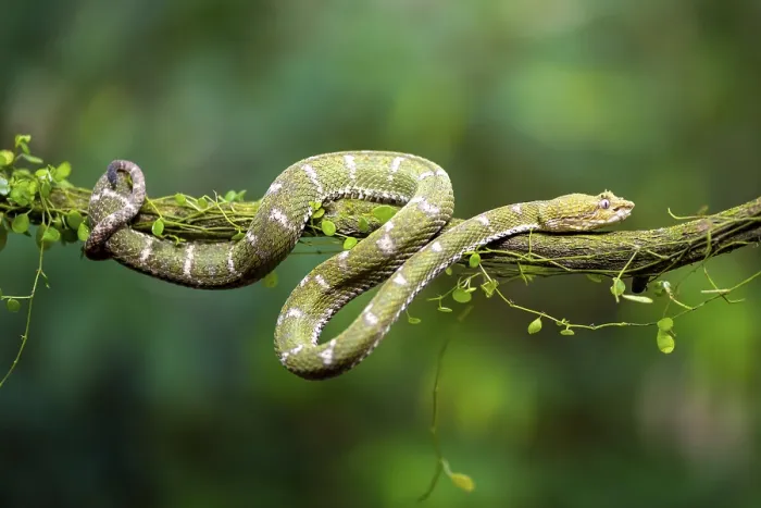 Framed Print : Griffin-tailed lance adder (Bothriechis schlegelii)