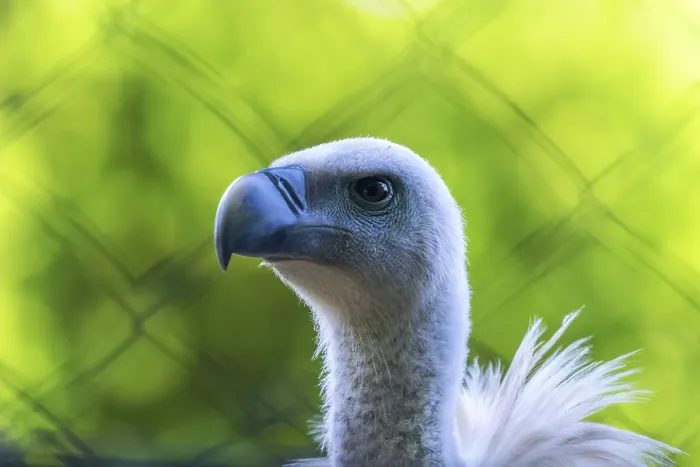 Framed Print : Griffon Vulture Bird of Prey in Captivity (Gyps fulvus) Framed Print : Griffon Vulture Bird of Prey in Captivity (Gyps fulvus)
