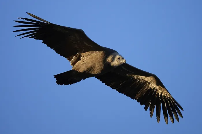 Framed Print : A griffon vulture glides effortlessly across a clear blue sky Framed Print : A griffon vulture glides effortlessly across a clear blue sky