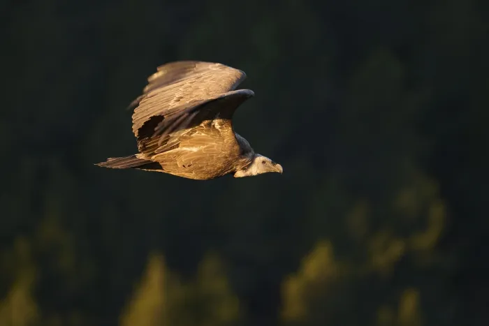 Framed Print : A griffon vulture gliding gracefully over a forested area Framed Print : A griffon vulture gliding gracefully over a forested area