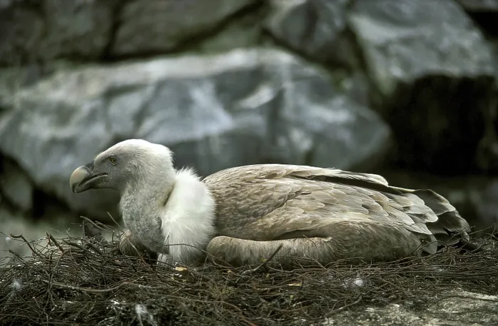 Framed Print : Griffon vulture (gyps fulvus), adult on nest