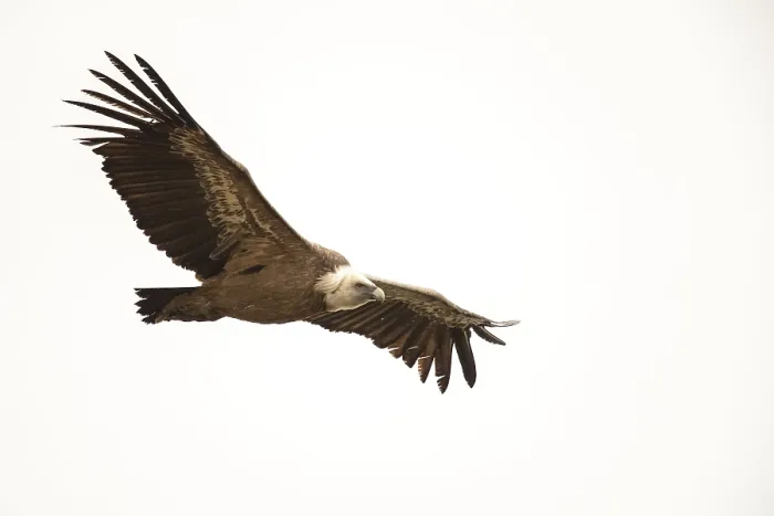 Framed Print : Griffon vulture (Gyps fulvus), Andalusia Framed Print : Griffon vulture (Gyps fulvus), Andalusia