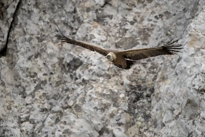 Framed Print : Griffon vulture (Gyps fulvus), Andalusia