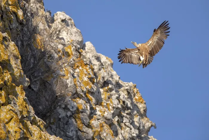Framed Print : Griffon vulture (Gyps fulvus), Andalusia