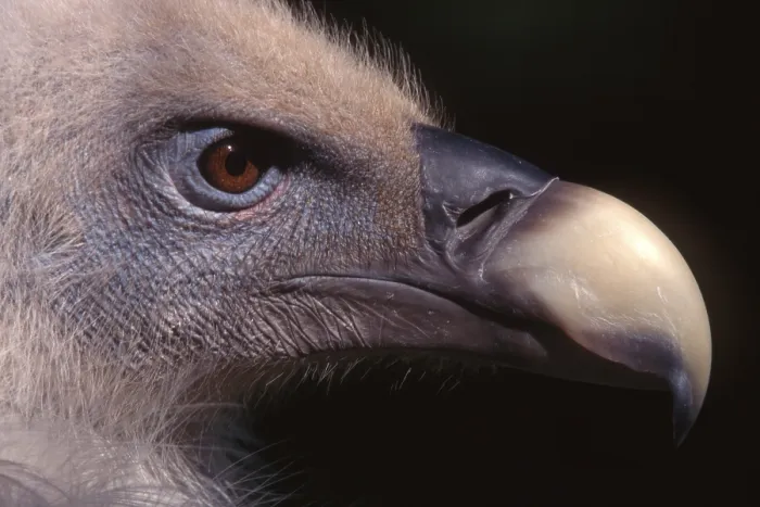 Framed Print : Griffon Vulture (Gyps fulvus), Bavarian Forest National Park