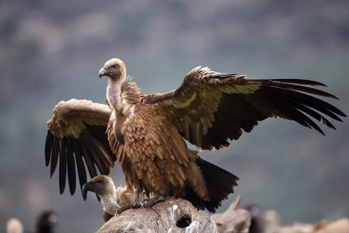 Framed Print : Griffon Vulture (Gyps fulvus), Castile-La Mancha