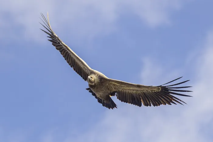 Framed Print : Griffon Vulture (Gyps fulvus) flying
