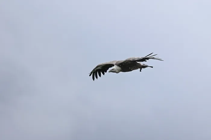Framed Print : Griffon vulture (Gyps fulvus), flying