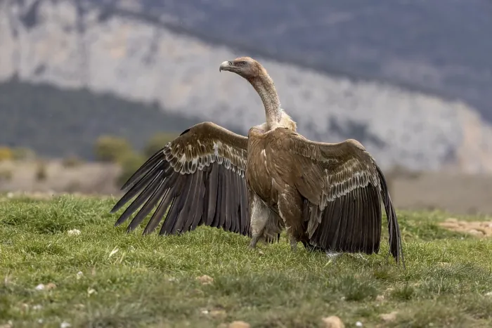 Framed Print : Griffon vulture (Gyps fulvus), on the ground with wings spread