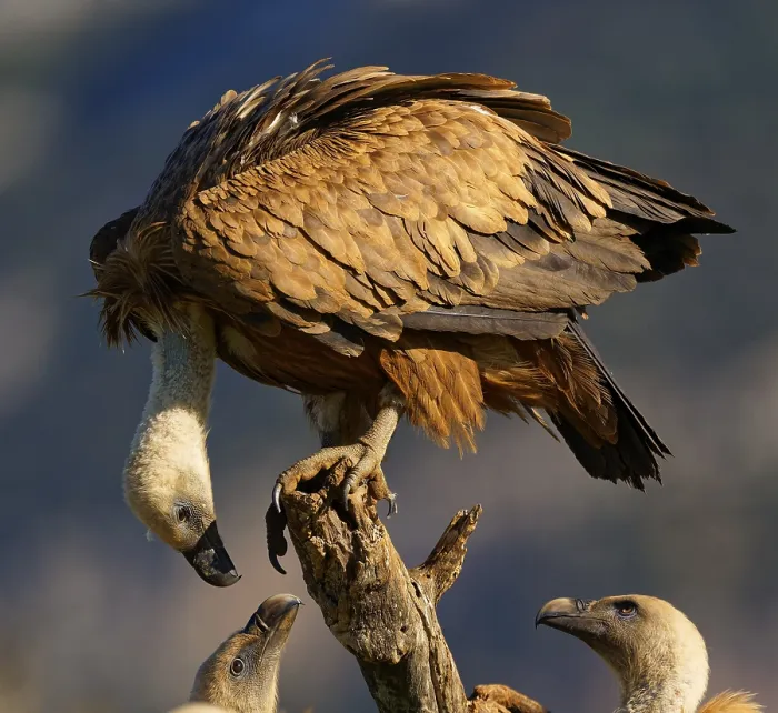 Framed Print : Griffon vulture (Gyps fulvus), group on a tree