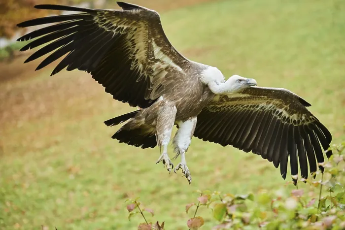 Framed Print : Griffon vulture (Gyps fulvus) landing Framed Print : Griffon vulture (Gyps fulvus) landing