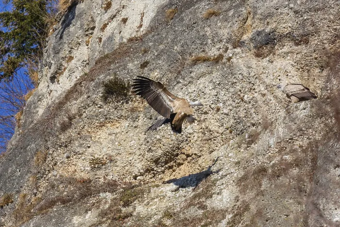 Framed Print : A griffon vulture (Gyps fulvus) lands in a rockfall