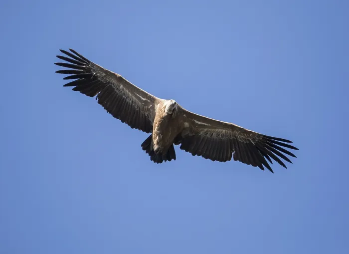 Framed Print : Griffon vulture (Gyps fulvus), Monfraguee National Park