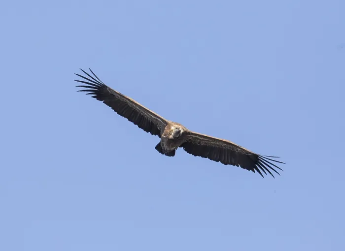 Framed Print : Griffon vulture (Gyps fulvus), Monfraguee National Park