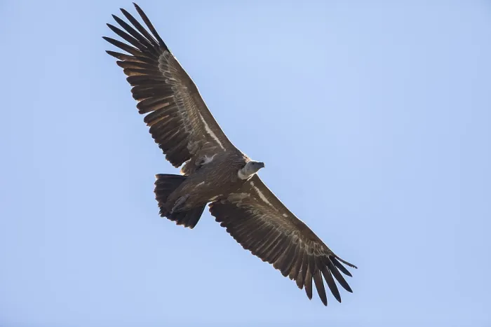 Framed Print : Griffon vulture (Gyps fulvus), Monfraguee National Park