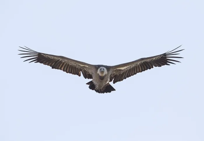 Framed Print : Griffon vulture (Gyps fulvus), Monfraguee National Park