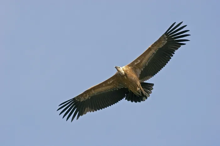 Framed Print : Griffon Vulture (Gyps fulvus), National Park Monfrague Framed Print : Griffon Vulture (Gyps fulvus), National Park Monfrague