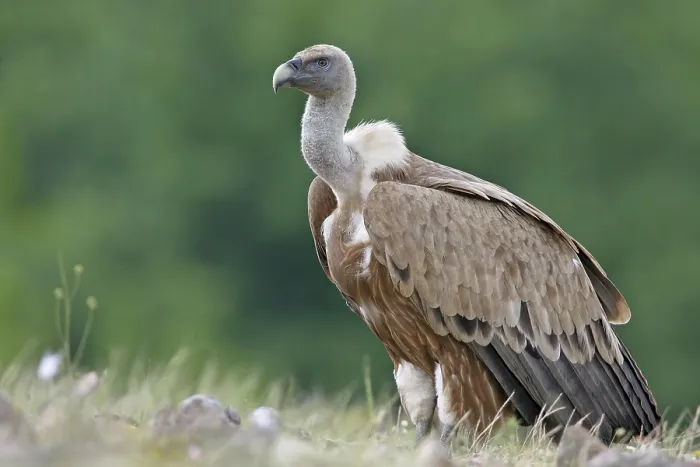 Framed Print : Griffon Vulture (Gyps fulvus), Rhodopen Framed Print : Griffon Vulture (Gyps fulvus), Rhodopen