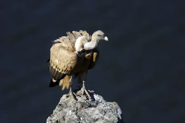 Framed Print : Griffon vulture (Gyps fulvus) sitting on a rock Framed Print : Griffon vulture (Gyps fulvus) sitting on a rock