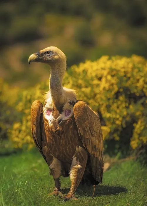 Framed Print : Griffon vulture (Gyps fulvus) in spring light