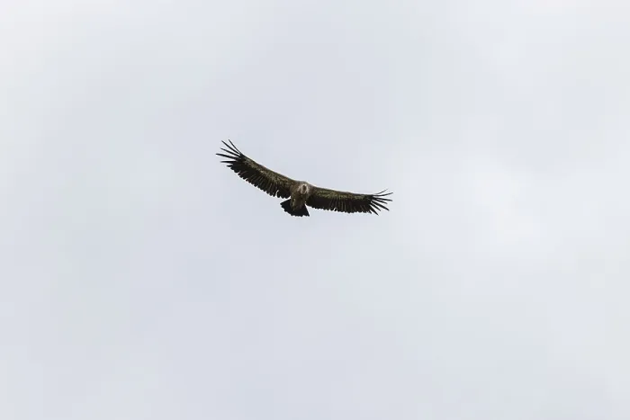 Framed Print : Griffon vulture (Gyps fulvus), utilising thermals over the Gotthard Framed Print : Griffon vulture (Gyps fulvus), utilising thermals over the Gotthard