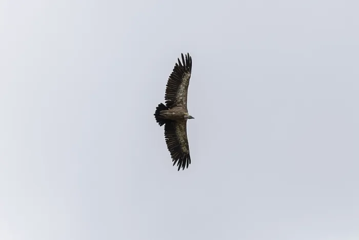 Framed Print : Griffon vulture (Gyps fulvus), utilising thermals over the Gotthard