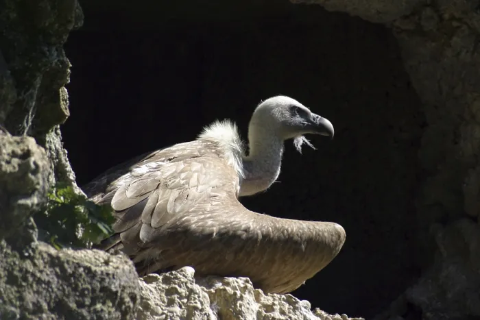 Framed Print : Griffon Vulture from Southern Europe