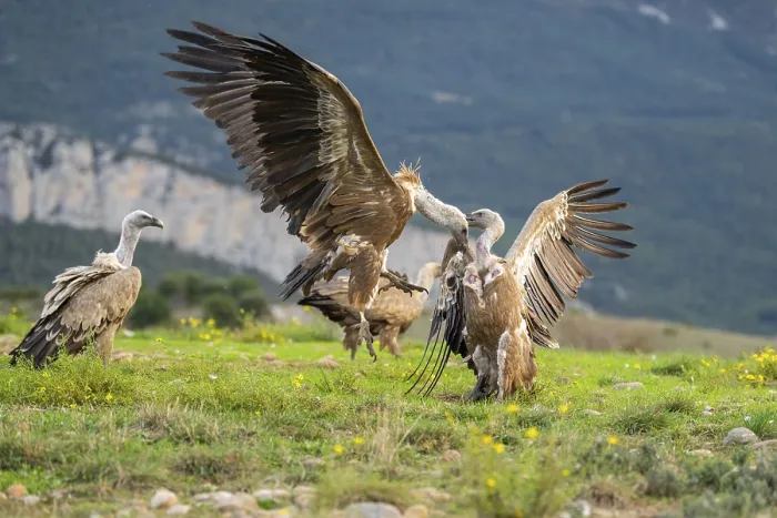 Framed Print : Griffon Vultures (Gyps fulvus) fighting on a flowering meadow in autumn Framed Print : Griffon Vultures (Gyps fulvus) fighting on a flowering meadow in autumn