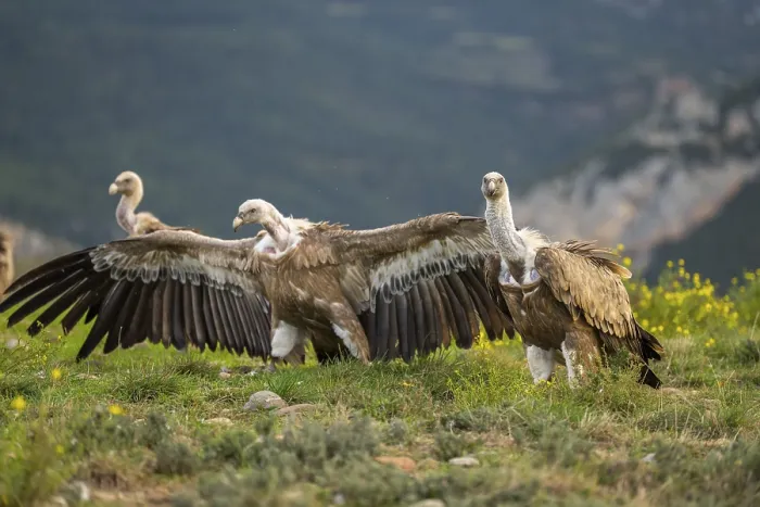 Framed Print : Griffon Vultures (Gyps fulvus) fighting on a flowering meadow in autumn