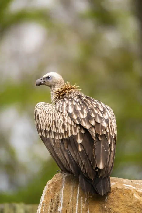 Framed Print : Griffon Vultures (Gyps fulvus) sitting on a rock