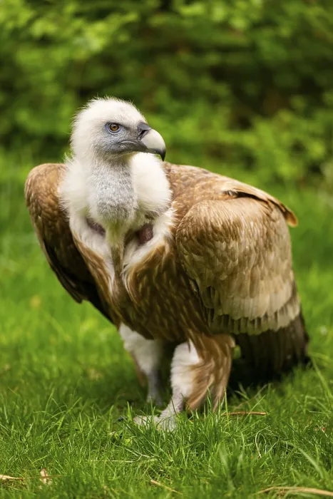 Framed Print : Griffon Vultures (Gyps fulvus) walking on a meadow in spring Framed Print : Griffon Vultures (Gyps fulvus) walking on a meadow in spring