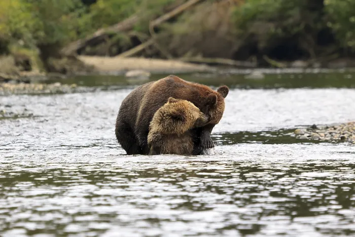 Framed Print : Grizzlies in Knight Inlet in Canada