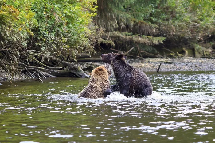 Framed Print : Grizzlies in Knight Inlet in Canada