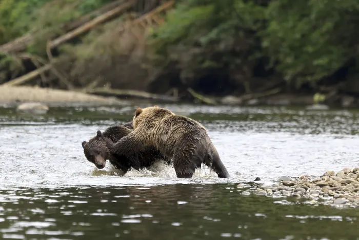 Framed Print : Grizzlies playing in the river Framed Print : Grizzlies playing in the river