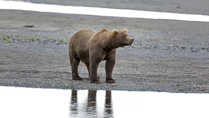 Framed Print : Grizzly bear on the banks of the Douglas River in Katmai National Park in Alaska