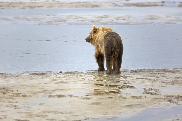 Framed Print : Grizzly bear on the banks of the Douglas River in Katmai National Park in Alaska