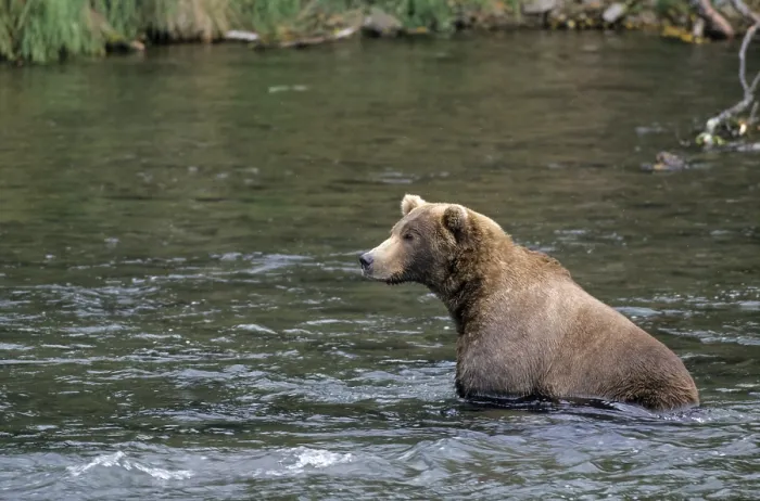 Framed Print : Grizzly Bear catching Salmon in Brooks River (Brown Bear) Framed Print : Grizzly Bear catching Salmon in Brooks River (Brown Bear)